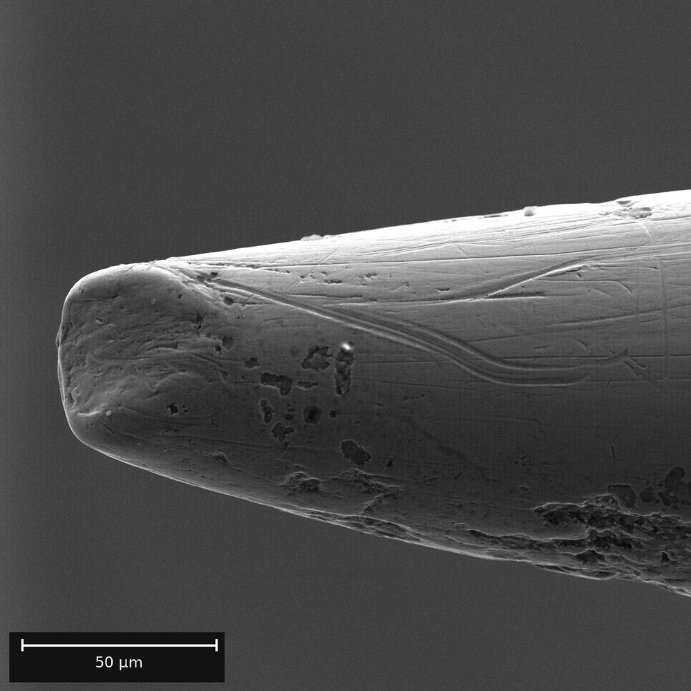 Tip of a needle, SEM.